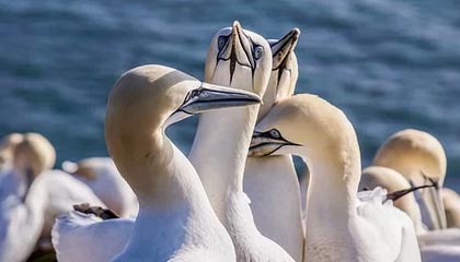 九游官网pc-明星运动员线上见面会粉丝热情高涨，运动员找明星