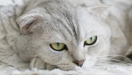 九游登录中心-黑队主帅喜获百场胜利，稳定球队领先位置，黑球门将排名