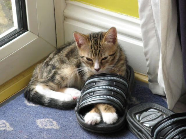 CBA联盟与多家科技企业展开数据合作计划,cba联盟公司