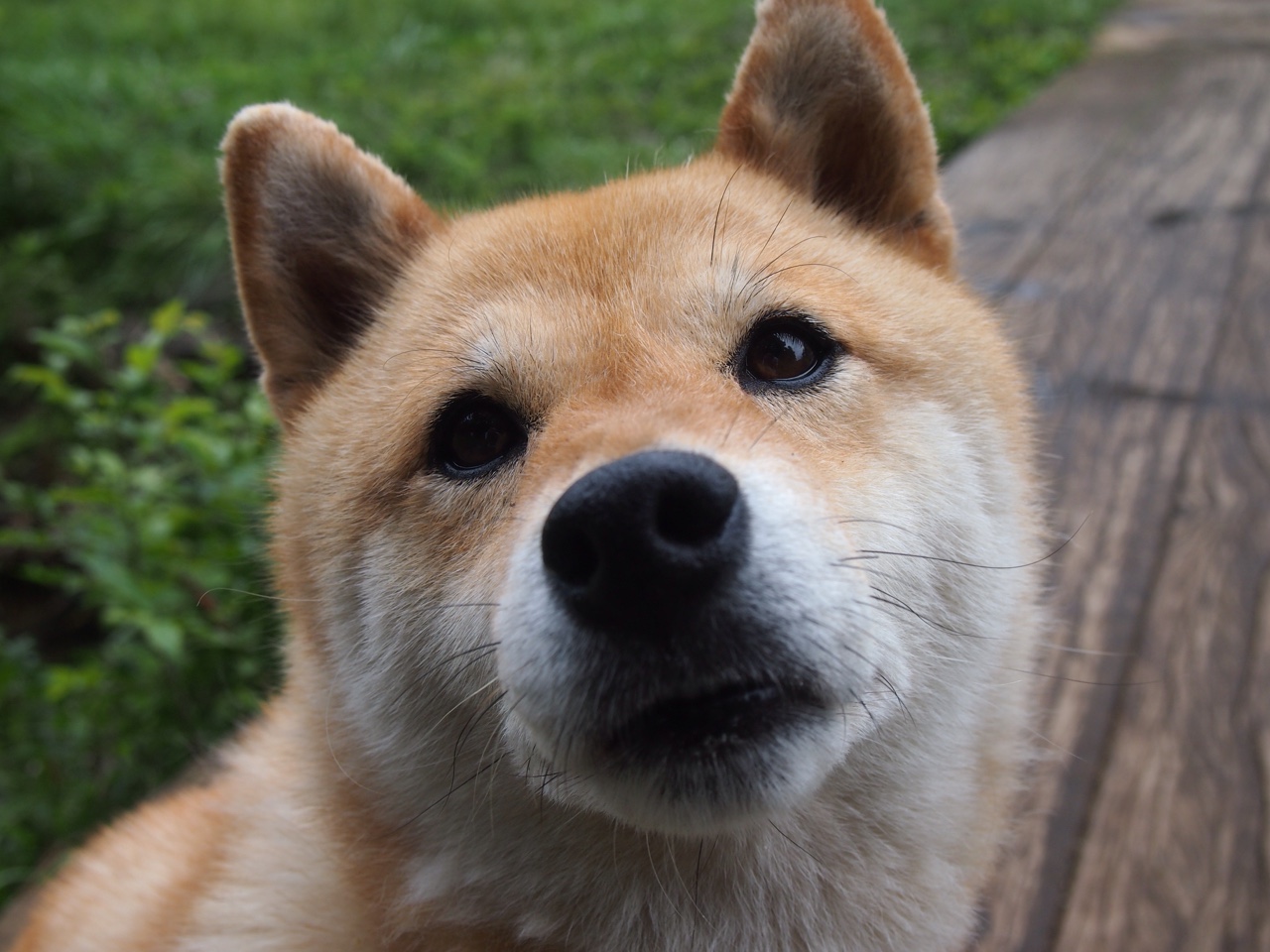 主教练与助理教练配合对战术执行的影响，主教练和助理教练区别