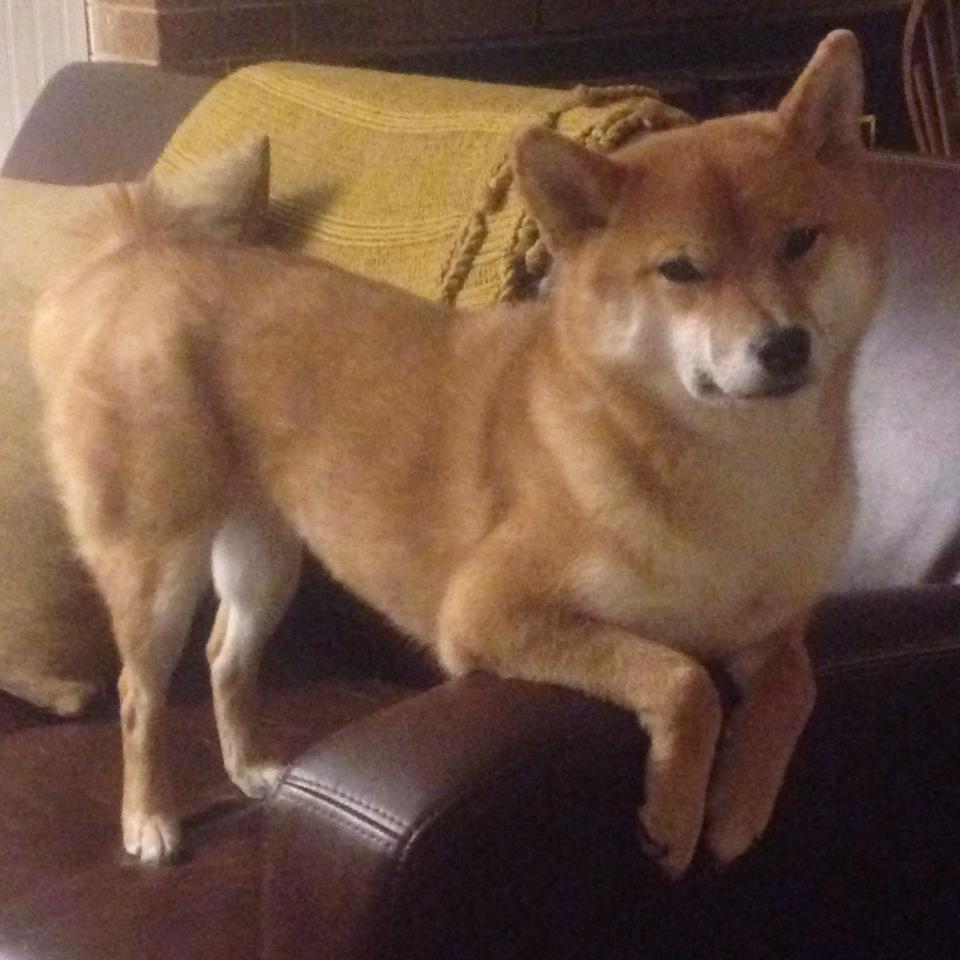 奥运备战名单出炉全员蓄势待发，运动员奥运会备战多久