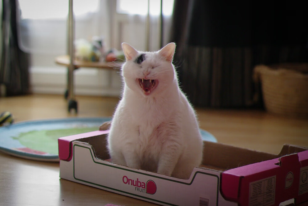 自由泳200米德国女将游出惊喜表现，自由泳女子200米世界纪录