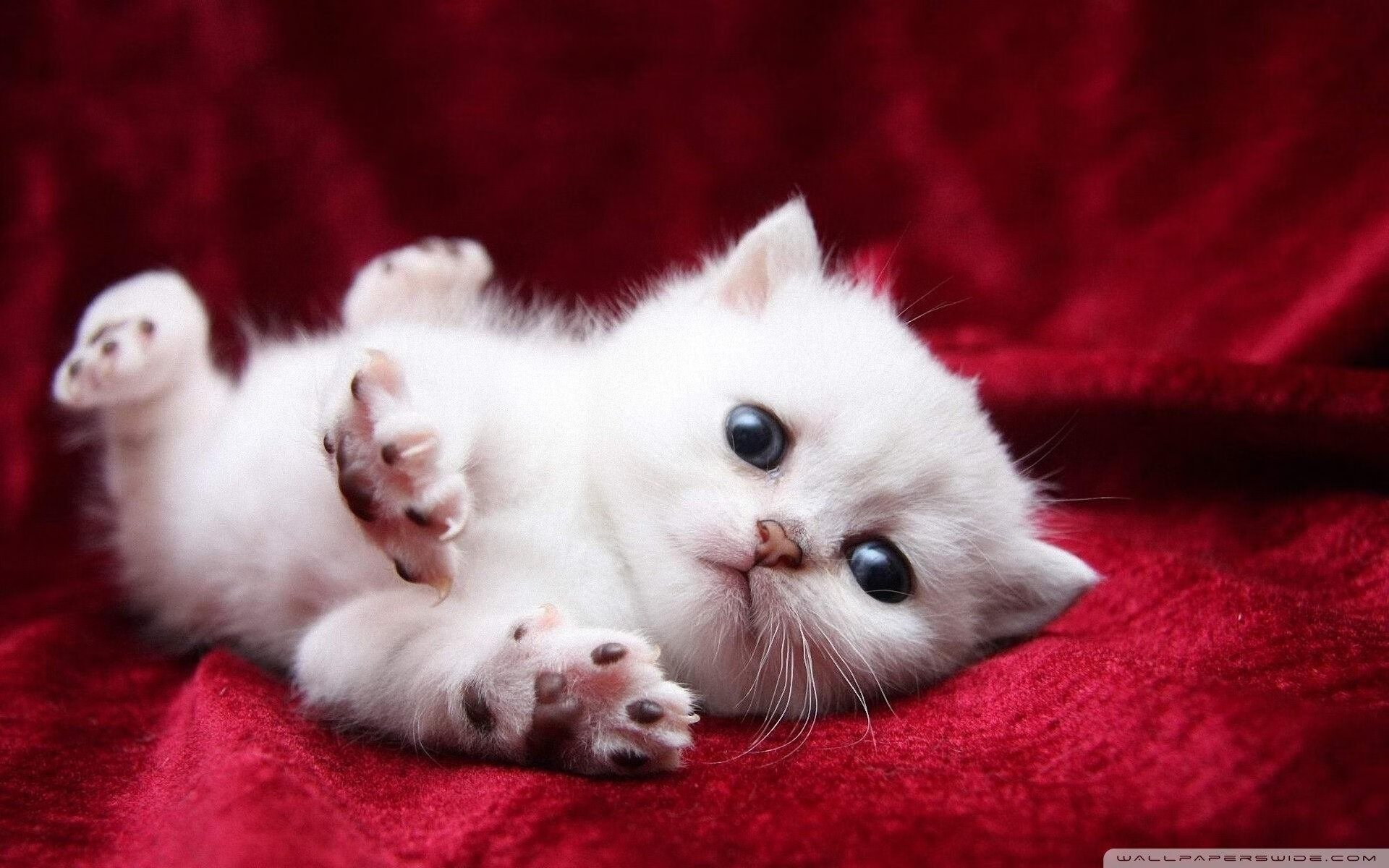 JIUYOU GAMING-CBA全明星周末规划升级引入更多球迷互动环节，cba全明星周末几点开始