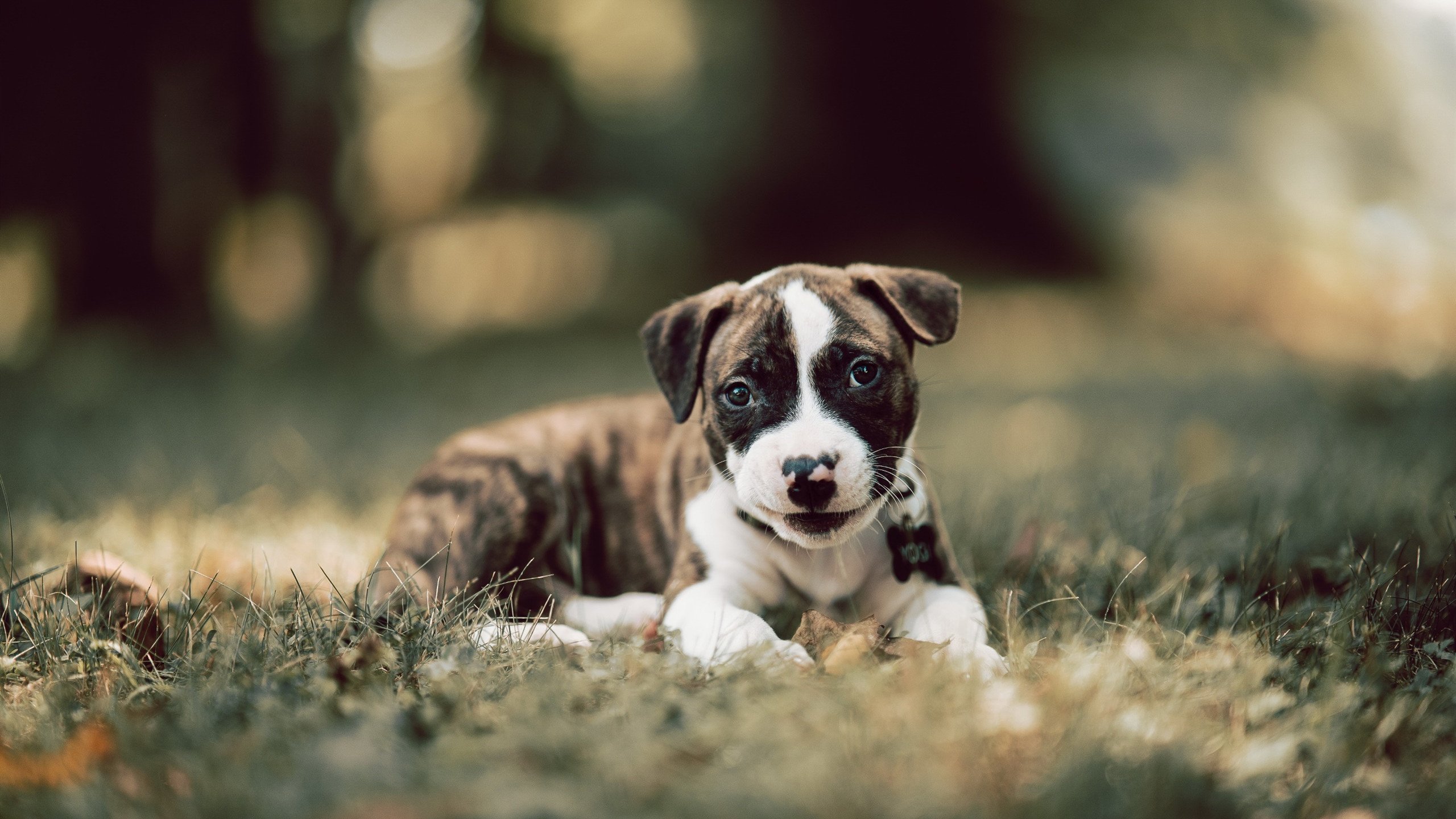 乌拉圭男篮在南美锦标赛中精彩不断，体育水平持续上升，乌拉圭南美区预选赛