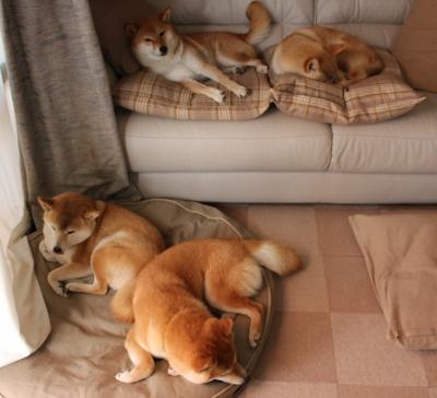 亚洲男子篮球锦标赛上，印度和台湾队激战正酣，青年力量崭露头角