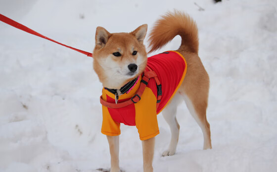 斯文施瓦茨决赛自信亮相，斯文百科