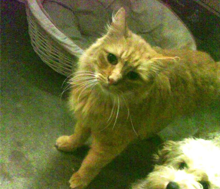 新闻中心通报群众体育活动年度满意度调查结果，群众性体育活动开展情况