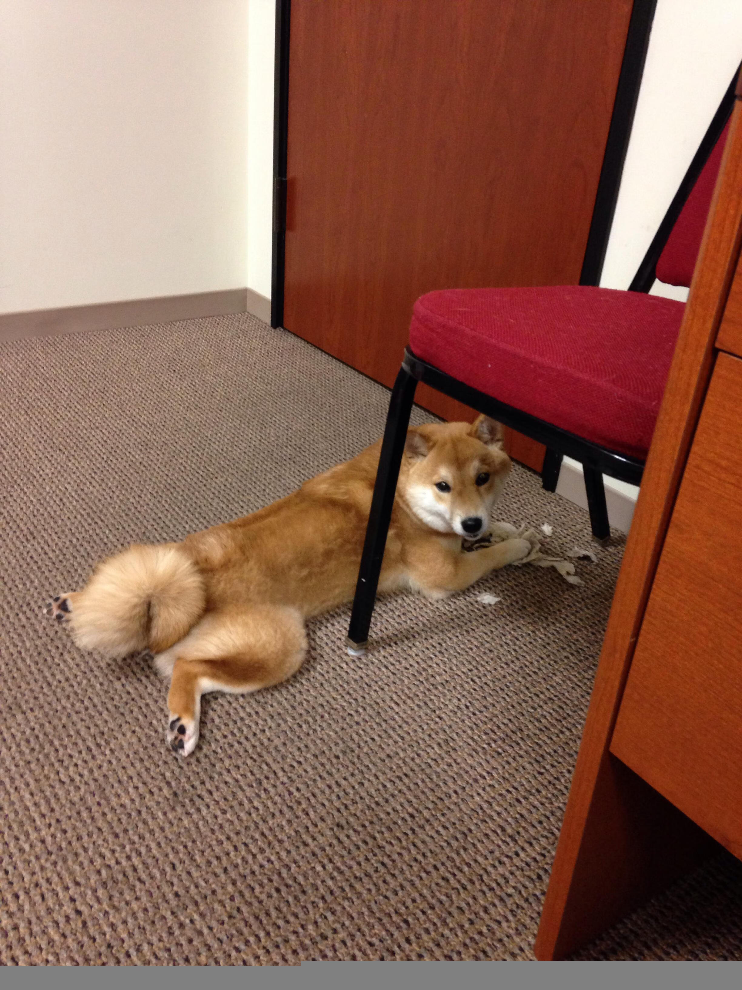 九游网页版官网入口-混合泳赛事摩纳哥均衡发挥