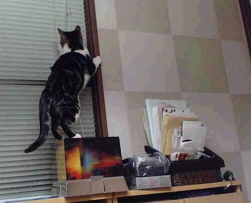 特色青训营带动乡村足球发展，推动区域体育平衡，足球青训项目