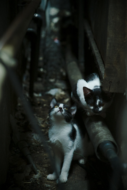 美洲杯明星聚集：场场精彩，令人难忘！，美洲杯明星球员