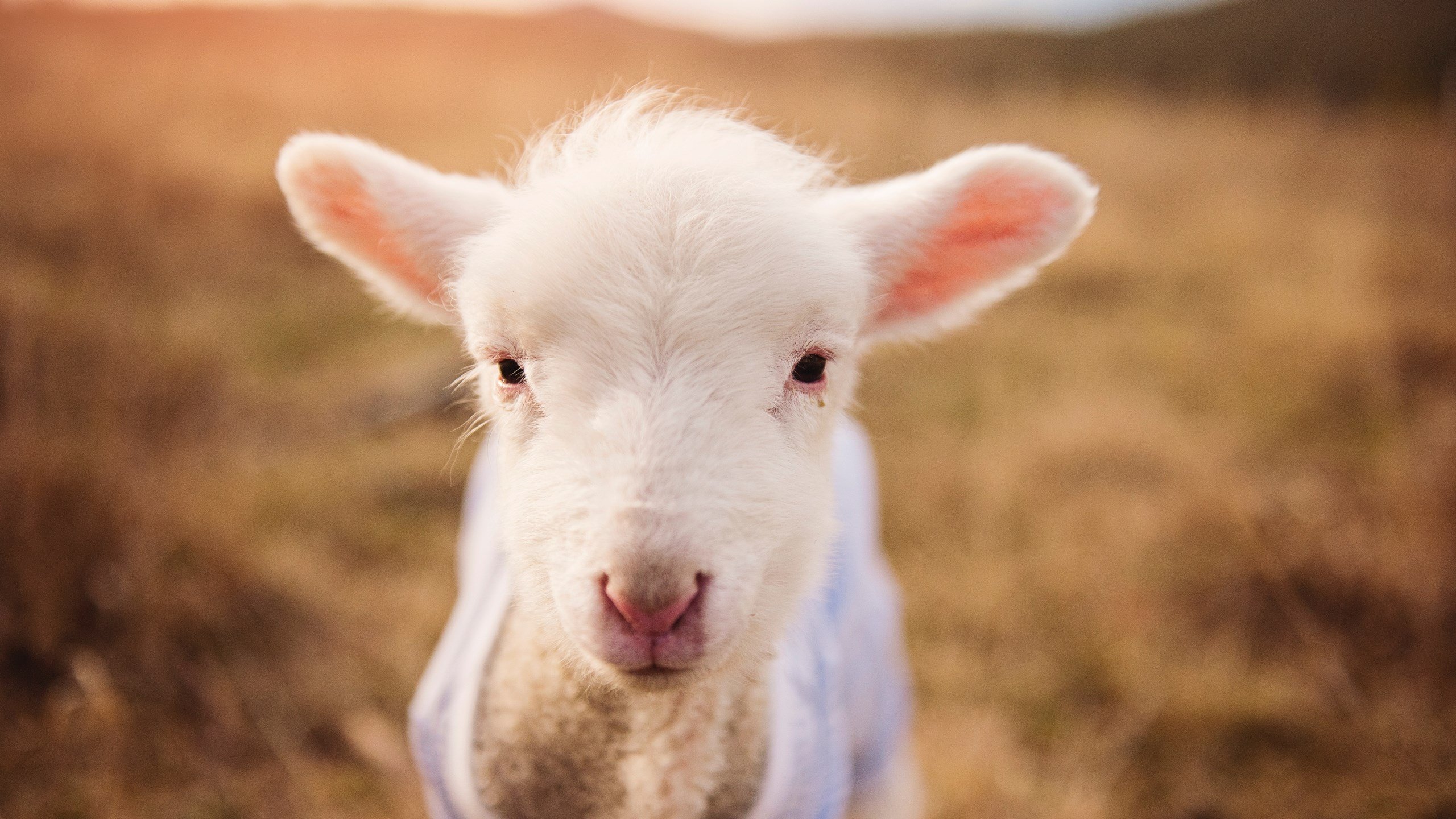 莱斯特城历史性战胜拜仁慕尼黑