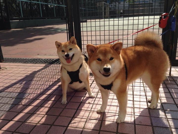 跳水高难动作吉尔吉斯斯坦稳中求胜，地处中亚的吉尔吉斯斯坦有水塔之国